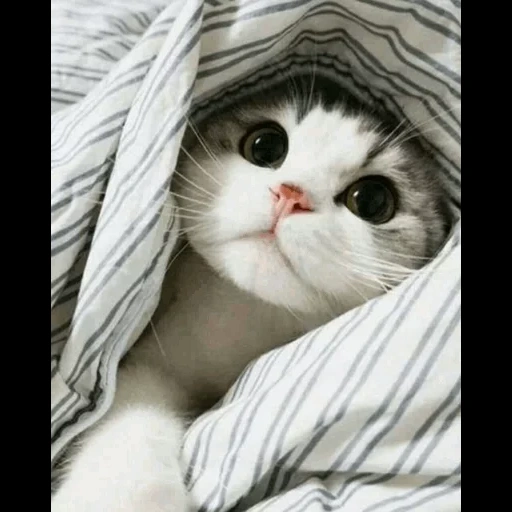 котик, милые котики, котенок одеяле, милые котики смешные, фотографии милых котиков