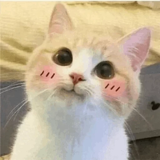 котик мем, милые коты, милые котики, смешные милые котики, котик розовыми щечками