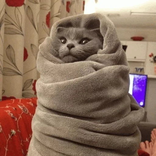 кот, котики, котики смешные, милые котики смешные, кот укутанный одеяло