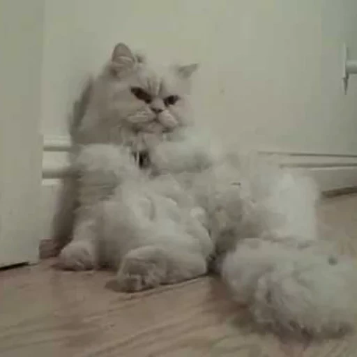 персидская кошка, персидская шиншилла, шиншилла персидская кошка, персидская длинношерстная шиншилла, британский кот длинношерстный цвет шиншилла