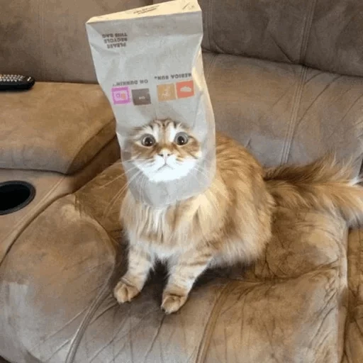 кот, раббл кот, кошка пакете, котик пакете, кот завернутый пакет
