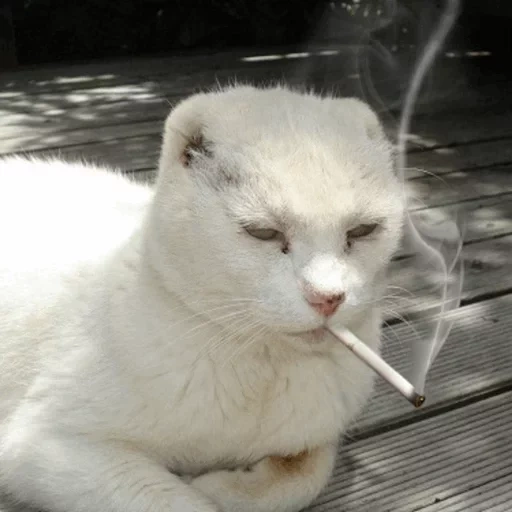 кошка белая, курящий кот, кот сигарой, кот сигаретой, белый кот сигаретой