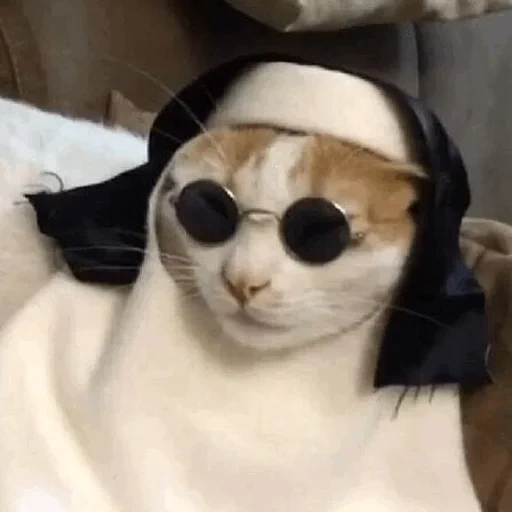 кот, кот католик, милые котики, смешные коты, веселые животные