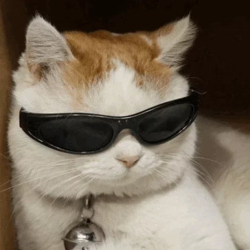 кот очками мем, кот черных очках, кот солнечных очках