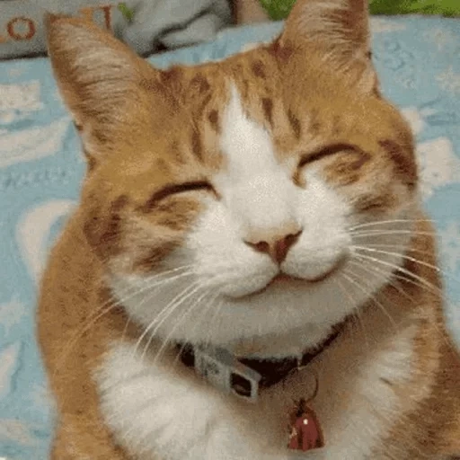 няшный кот, довольный кот, улыбающийся кот, улыбающаяся кошка, мем улыбающийся кот