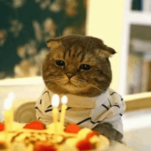 коты, кошка, котик др мем, котик тортиком, грустный кот день рождения