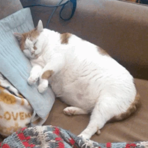жирный кот, толстый кот, кошка толстая, мем жирный кот, толстый кот мем