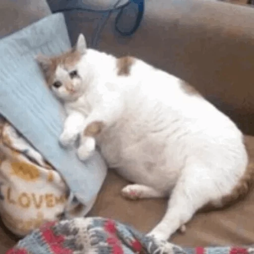 кот жирный, толстый кот, толстый котик, кошка толстая, мем толстый кот