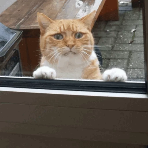 кот, кот кот, кот васька, кот просится, кот за дверью