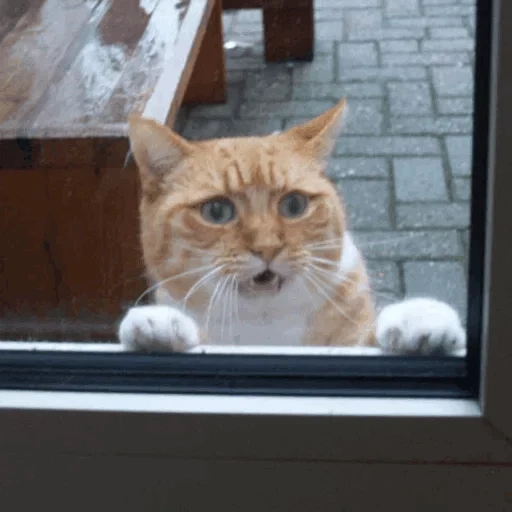 кот, кошка, кот кот, кот просится, кот за дверью