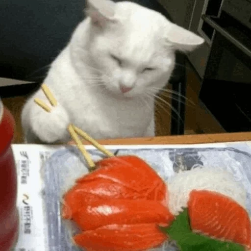 кот салатом, кот ест суши, кот суши мем, кот ест роллы, кот мандаринами
