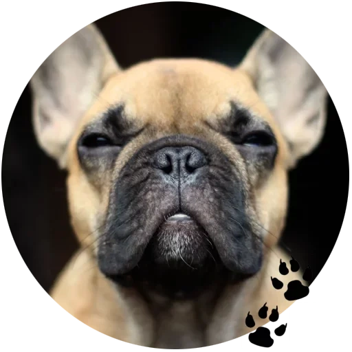 i bulldog, french bulldog, bulldog inglese, bulldog francese, dog bulldog francese