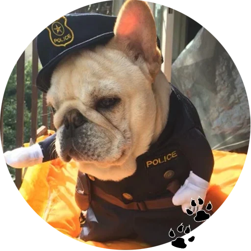 pug bulldog, french bulldog, french bulldog, french bulldog, french bulldog costume