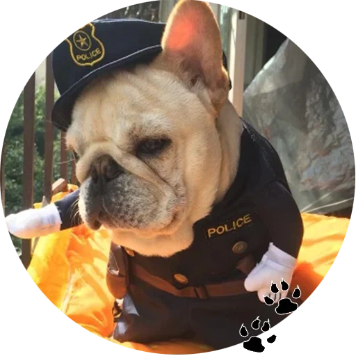 bulldog carlin, french bulldog, bouledogue français, bouledogue français, costume de bouledogue français