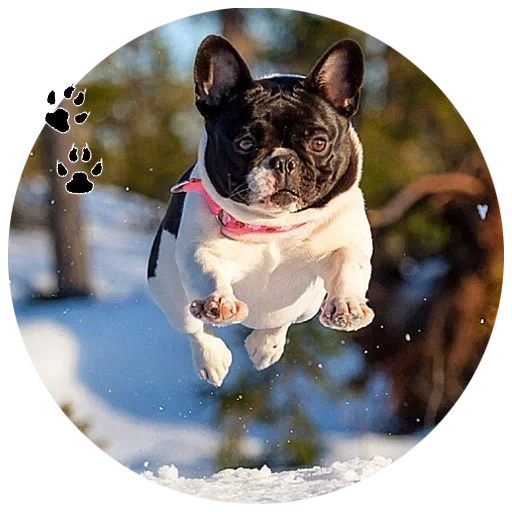 french bulldog, french bulldog weight, dog french bulldog, french bulldog breed, bulldog french bulldog