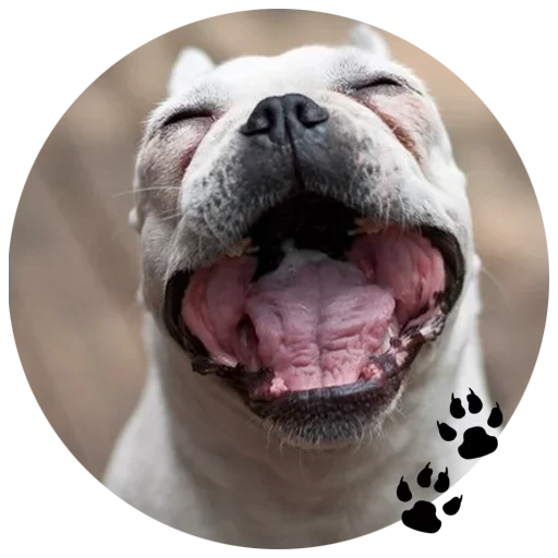 bulldogge gesicht, boldog hund, englische bulldogge, die amerikanische bulldogge ist wütend, hund english bulldogge