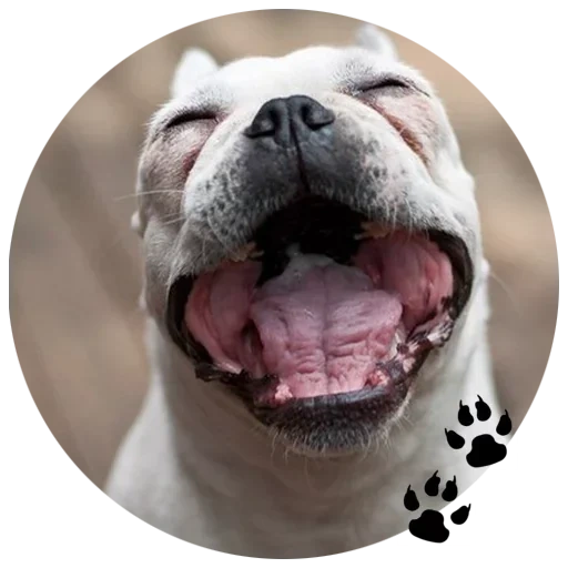 muso di bulldog, i bulldog, bulldog inglese, american bulldog evil, dog british bulldog