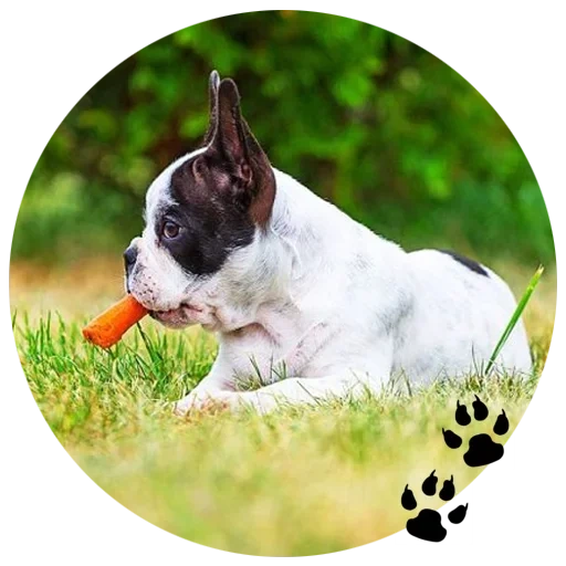 boston terrier, french bulldog, french bulldog weight, french bulldog breed, the puppy of a french bulldog