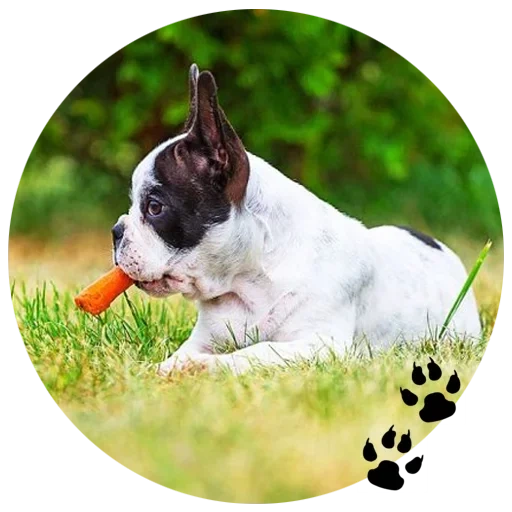 terrier de boston, bouledogue français, poids du bouledogue français, race bouledogue française, chiot de bouledogue français