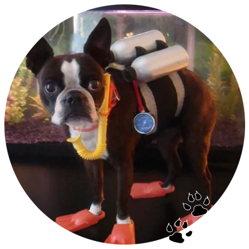 anjing, anjing kita, dog boston, boston terrier, bonus kucing mewah mainan mewah 53cm