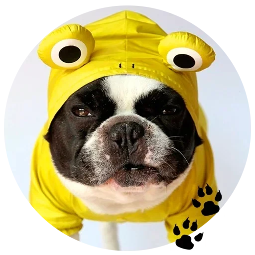 pug, pug bumblebee, french pug, french bulldog, pug french bulldog