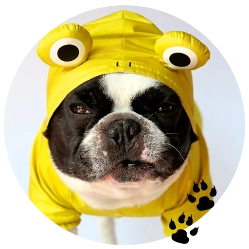 mops, mops bumblebee, mops französisch, französische bulldogge, mops french bulldogge