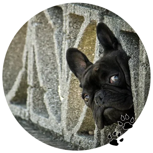 bulldog noir, french bulldog, bouledogue français, bouledogue français noir, bouledogue français