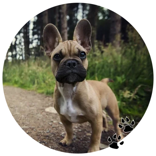 bulldog, french bulldog, bouledogue français, bouledogue chiot français, bouledogue français faon