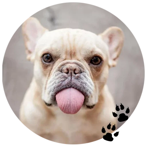 bulldog, french bulldog, bulldog anglais, bouledogue français, crème de bouledogue française