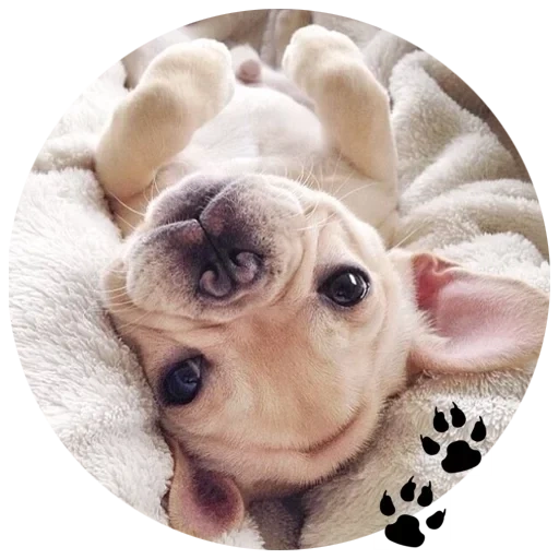 pitbull mignon, mignon bouledogue, bonjour mon chien, mignon bouledogue français, chien mignon bouledogue français