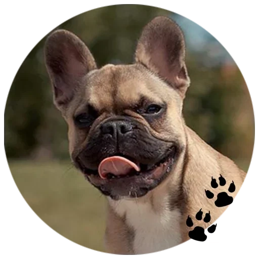 bulldog, french bulldog, bouledogue français, chien bouledogue français, bouledogue français faon