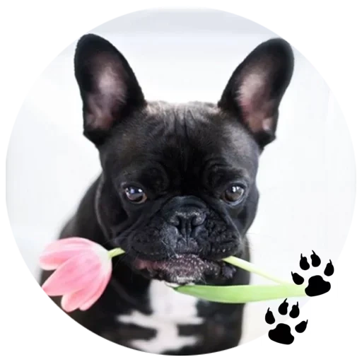 french bulldog, bouledogue français, race bouledogue française, chiot de bouledogue français