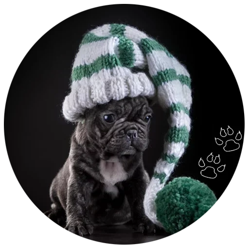 cana corso, cappello per carlino, cappello bulldog, bulldog francese, cappello da bulldog francese