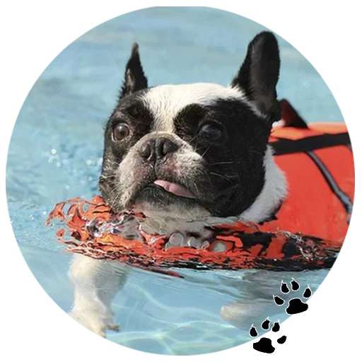 bulldog, french bulldog, bouledogue français, bouledogue français natation