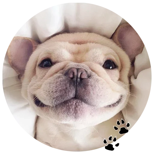 bulldog pug, bulldog fofo, bulldog britânico, bulldog de cachorro sorridente, bulldog dog francês