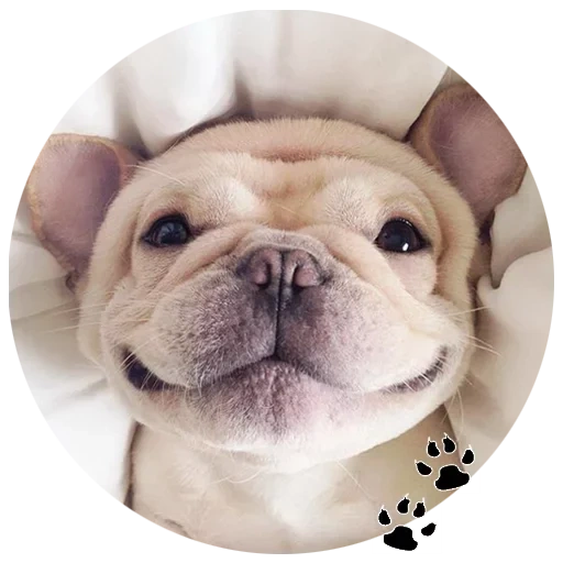 carlino bulldog, bulldog carino, bulldog inglese, smiley dog bulldog, bulldog cucciolo francese