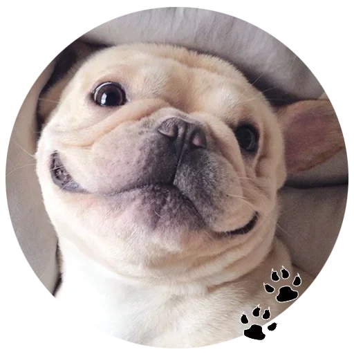 bulldog, bulldog carlin, dog bulldog, bulldog little lovely, le bouledogue français est mignon