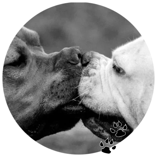 cara de perro, perro besándose, besa al perro, los perros me aman, opinión del antropólogo canino de staffordshire