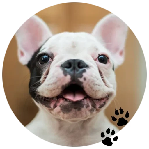 bulldog, bulldog branco, bulldog francês, bulldog francês cão, variedade de buldogue francesa