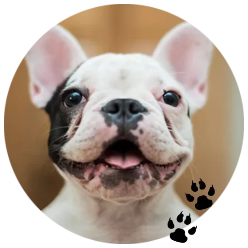 bulldog, bulldog blanc, bouledogue français, chien bouledogue français, race bouledogue française