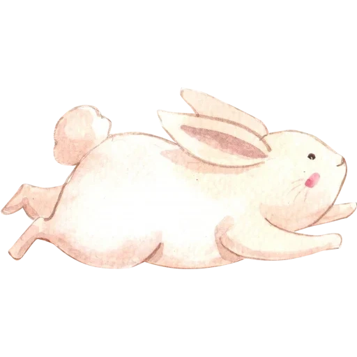 кролик, кролик мун, милый кролик, свежий кролик, белые кролики