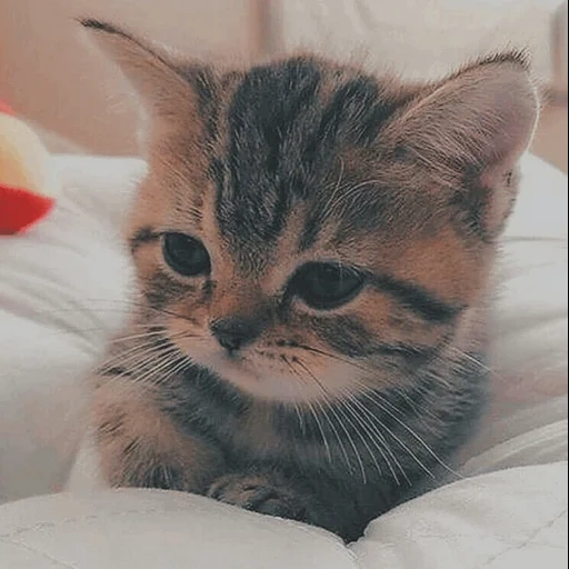 gato, gato, focas, lindo sello, gatito lindo