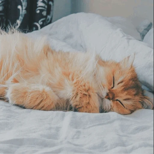 chatons, sleeping cat, chaton endormi, sleeping red cat, chaton rouge endormi