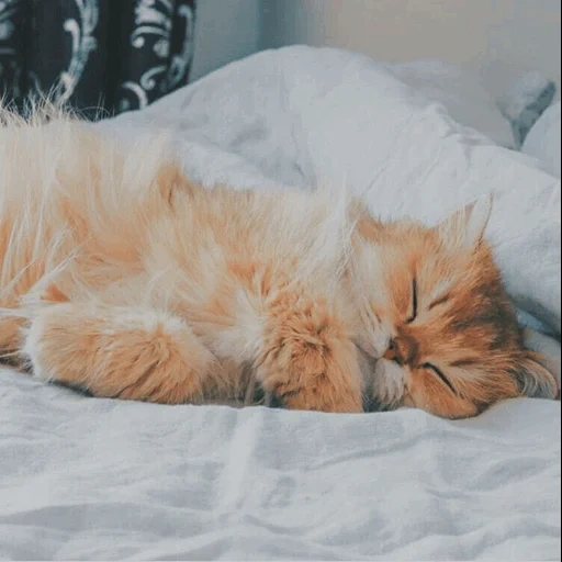 gatito, dormir gato, gatito dormido, dormir gato rojo, gatito rojo dormido