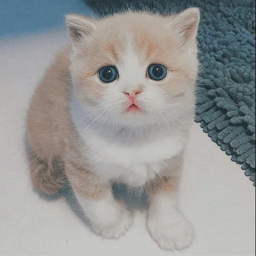 pussy is cute, kätzchen niedlich, kätzchen rot, charming kätzchen, english golden chinchilla