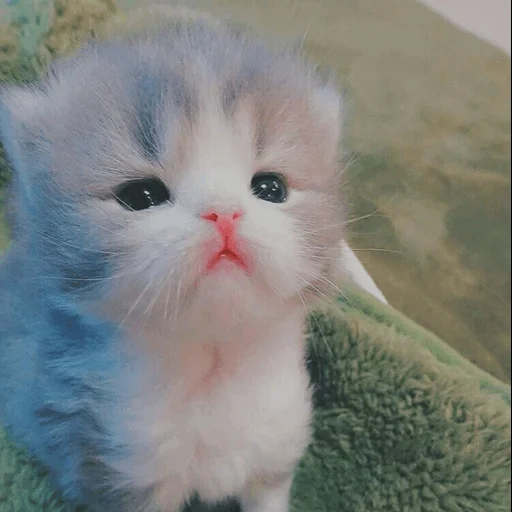 cats, cute cats, cute kittens, the cat is small, a sad kitten