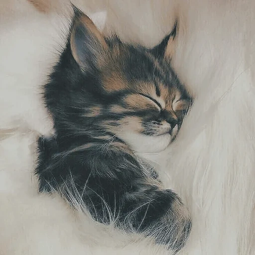 little kitten, chaton endormi, chaton endormi, chat pastel, chaton charmant