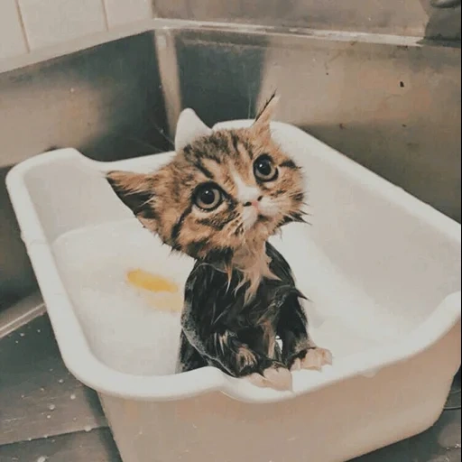 wet cat, wet cat, wet cat, wet kitten, funny wet cat