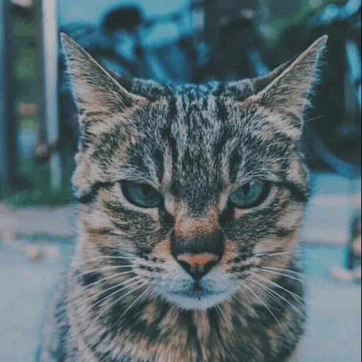 cats, méchant chat, face de chat, chat effronté, chat sérieux