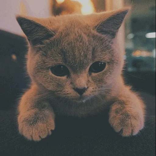 gato, pequeño sello, gatos, pequeño sello, lindo gatito